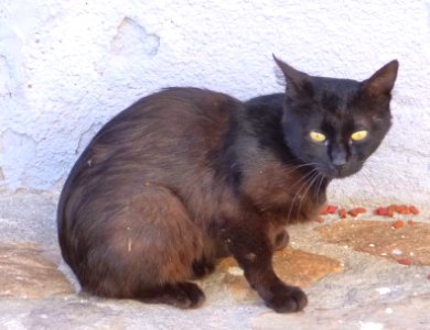 Elanchove - gato 3