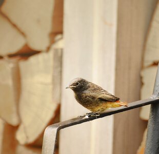 Birds feathered fauna