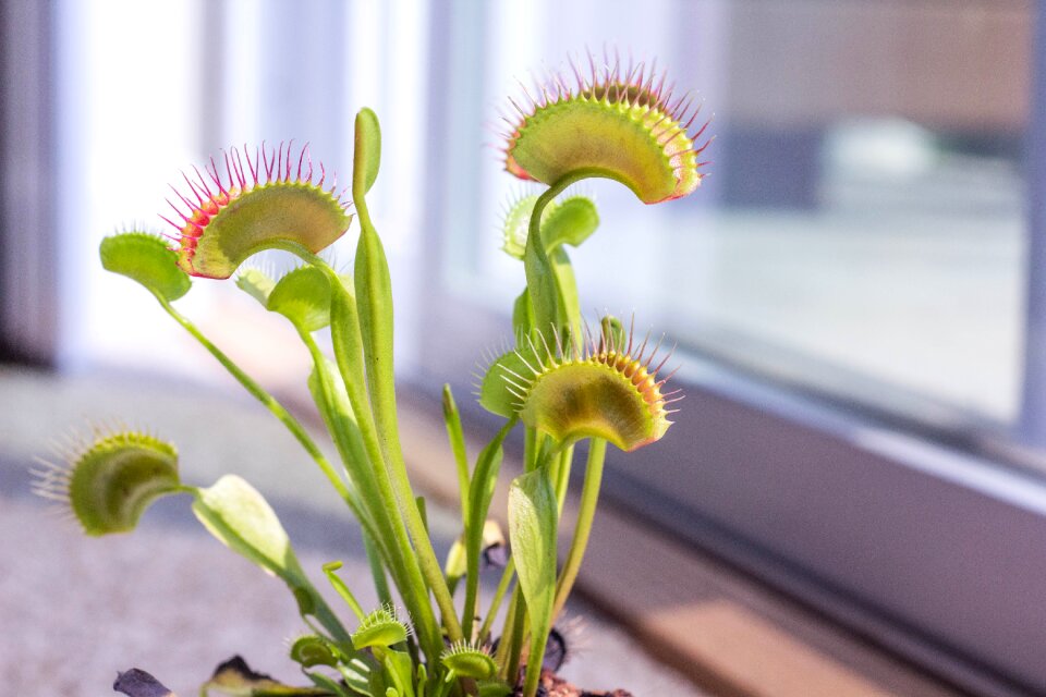 Venus fly trap plant green