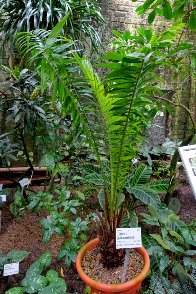 Elaeis guineensis - Flora park - Cologne, Germany - DSC00727