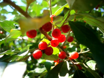 Elaeagnus umbellata berries photo