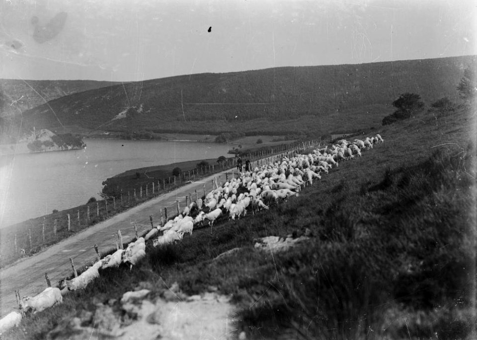 Elan Valley view with men rounding sheep on horseback (1294995)