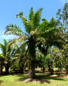 Elaeis guineensis - Fruit and Spice Park - Homestead, Florida - DSC09011