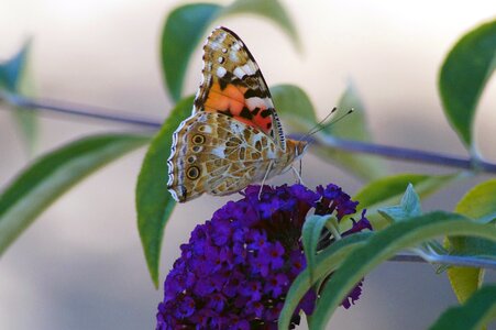 Garden macro animal photo