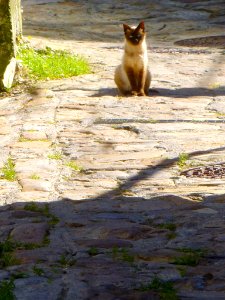Elanchove - gato 1