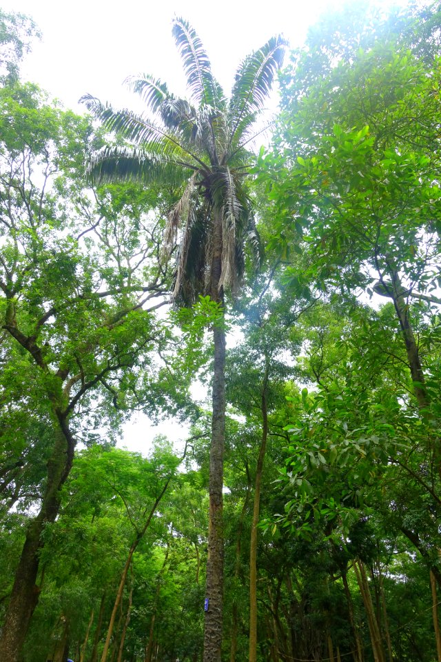 Elaeis guineensis - Hanoi Botanical Garden - Hanoi, Vietnam - DSC03568