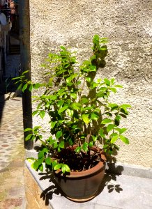 Elanchove - 035