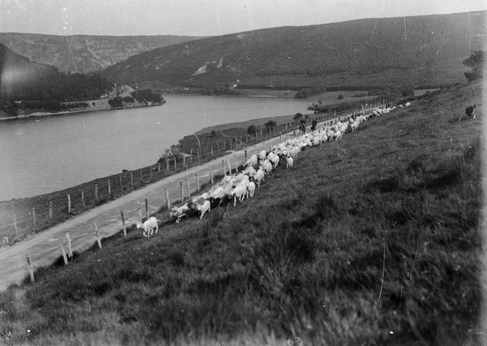 Elan Valley view with men rounding sheep on horseback (1293415)