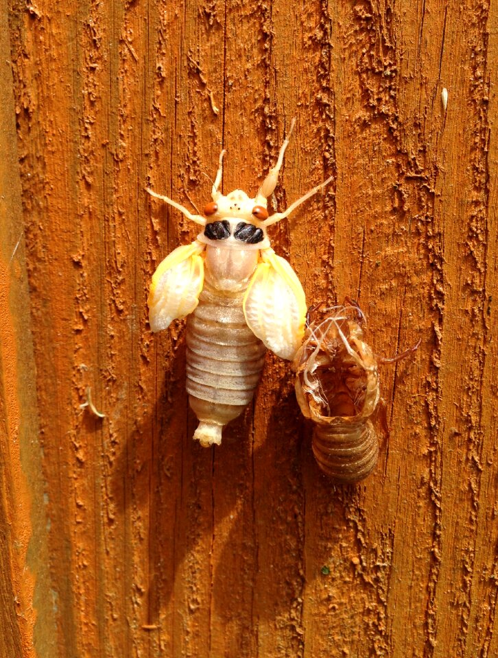 Magicicada moulted 17-year