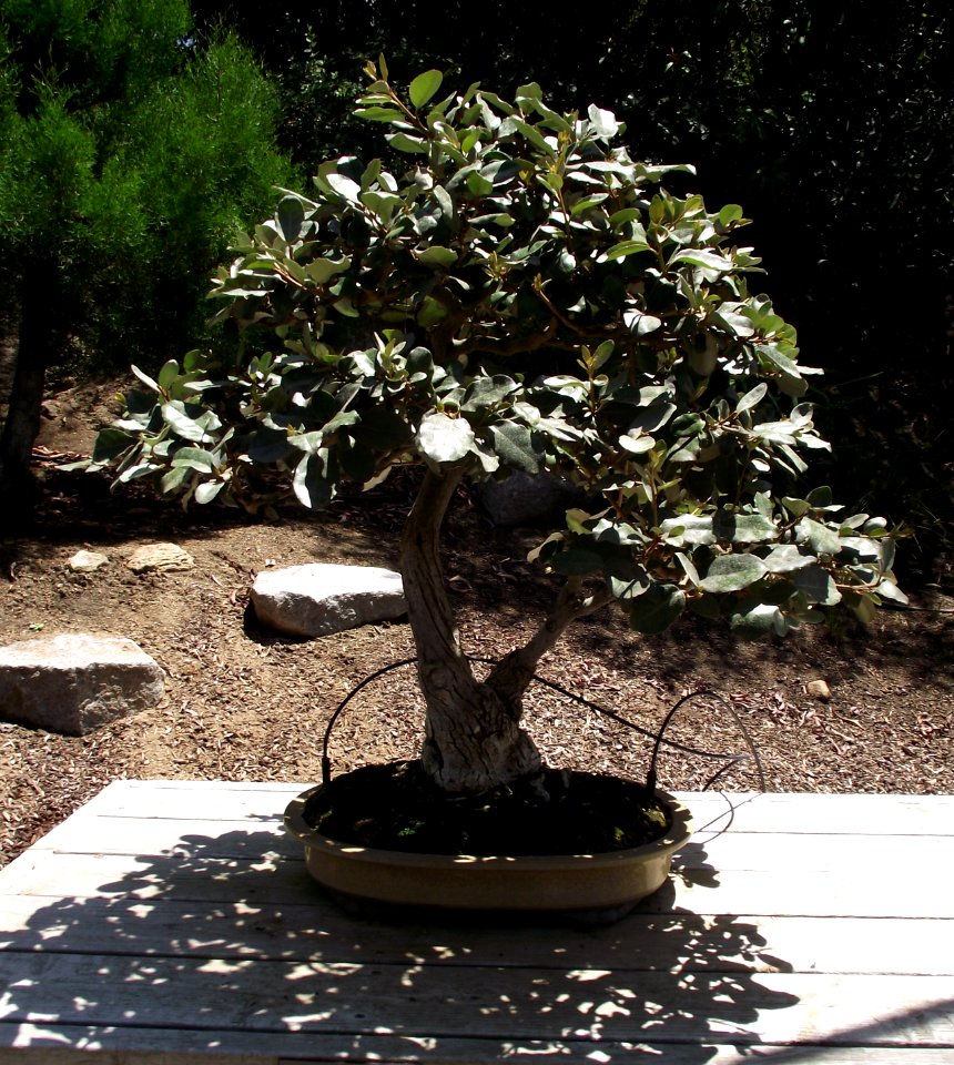 Elaeagnus commutata bonsai