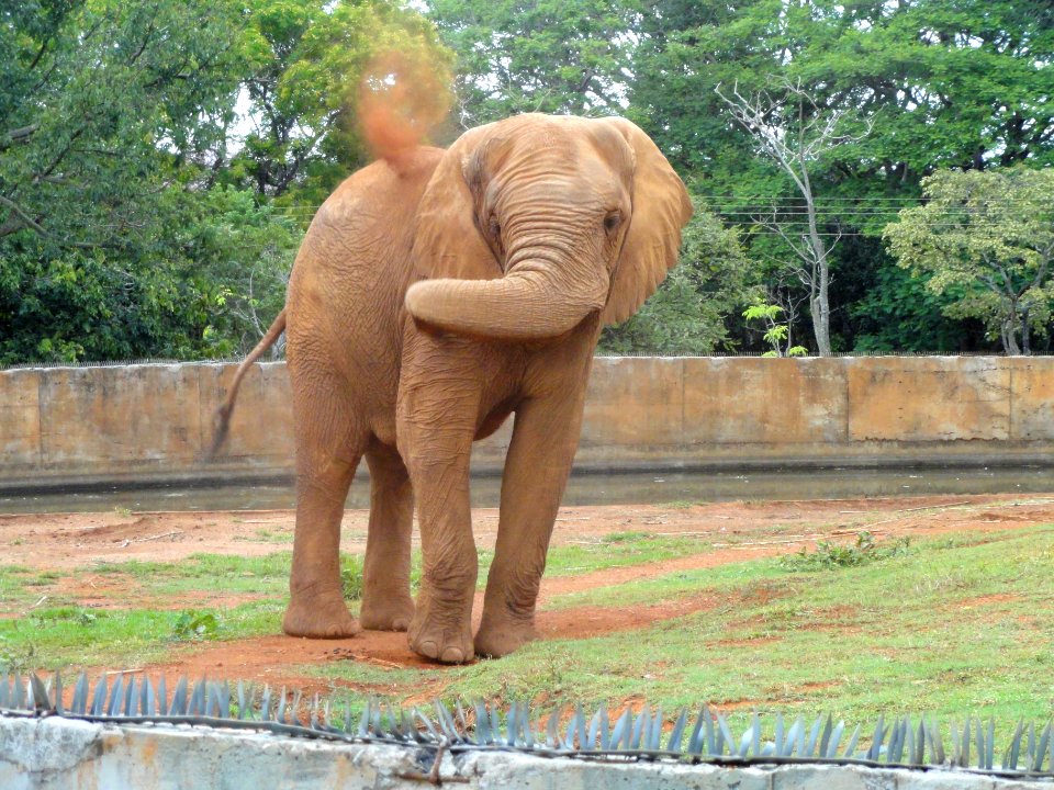 Elephant - Jardim Zoológico de Brasília - DSC09850