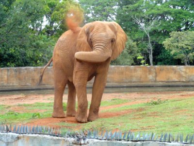 Elephant - Jardim Zoológico de Brasília - DSC09850