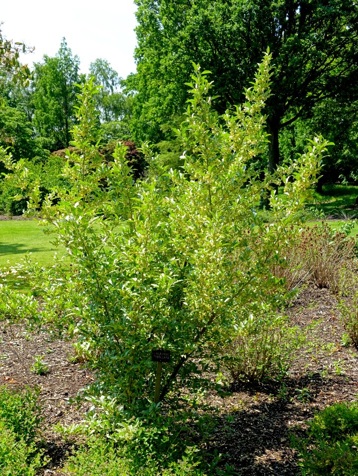 Elaeagnus umbellata - Savill Garden - Windsor Great Park, England - DSC06258