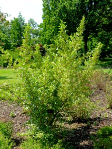 Elaeagnus umbellata - Savill Garden - Windsor Great Park, England - DSC06258