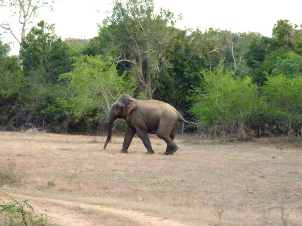 Elephant bull at Lunugamvehera National Park