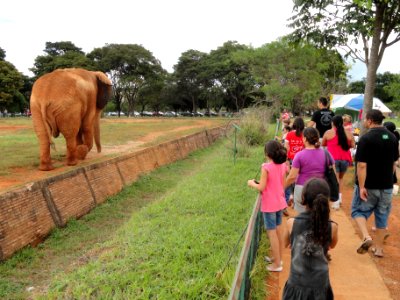 Elephant - Jardim Zoológico de Brasília - DSC09806