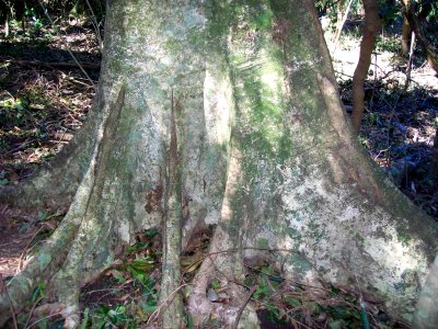 Elaeocarpus kirtonii Yatteyattah