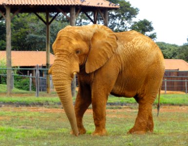 Elephant - Jardim Zoológico de Brasília - DSC09800