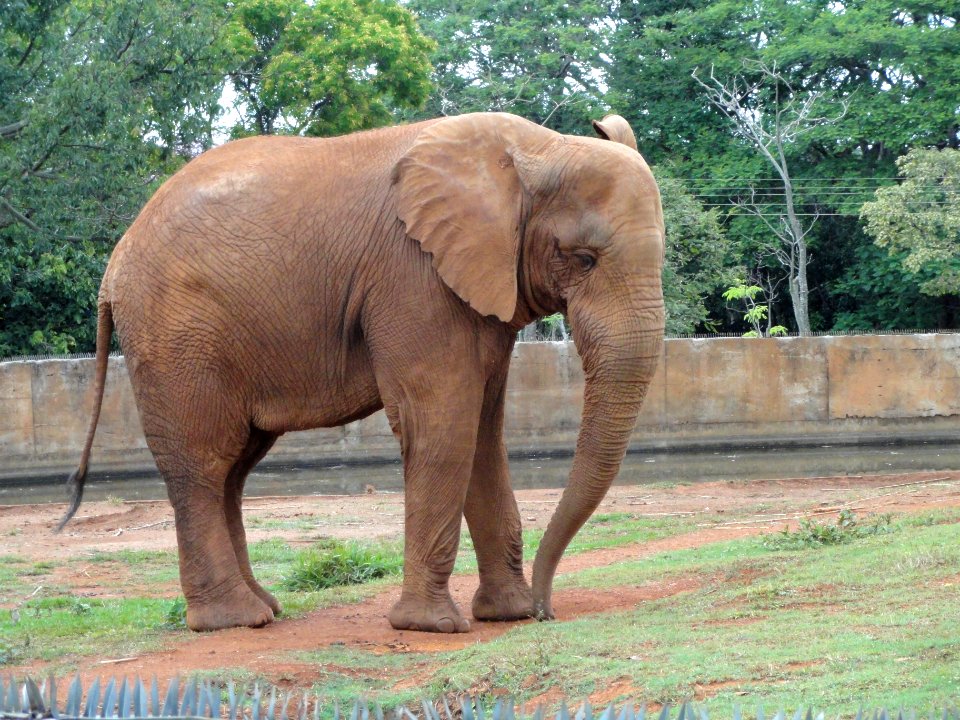 Elephant - Jardim Zoológico de Brasília - DSC09849