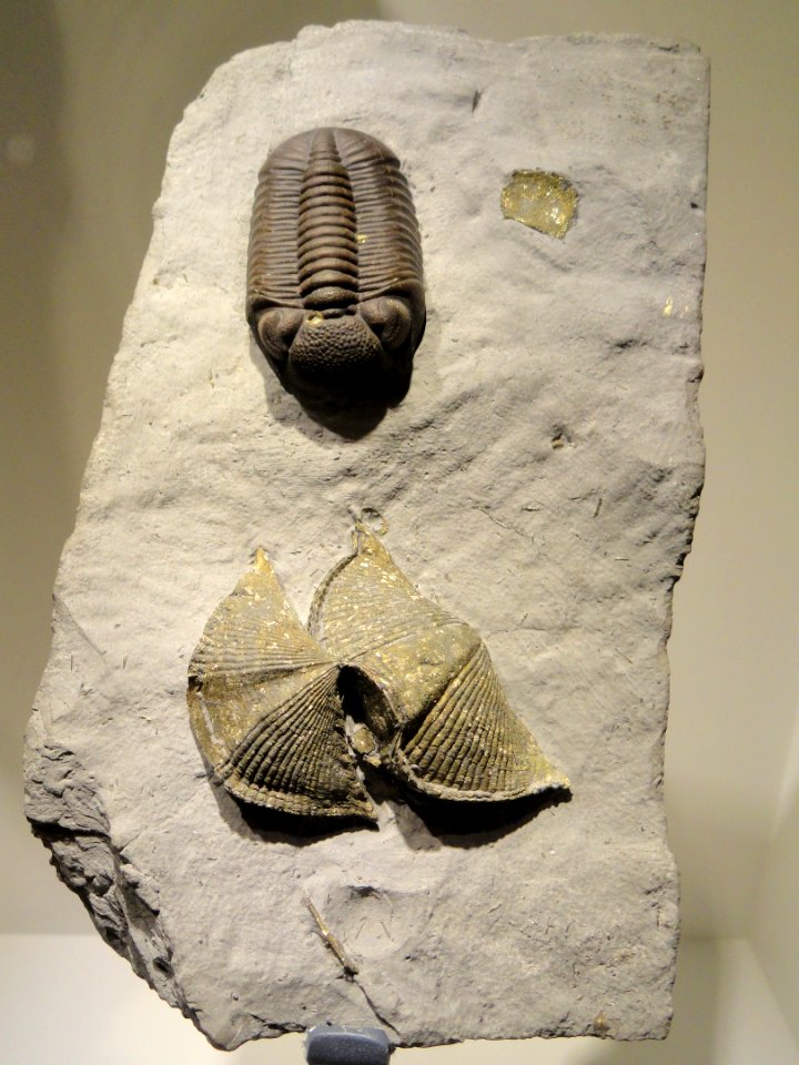 Eldredgeops crassituberculata with brachiopods, Middle Devonian, Silica Shale units 7-8, Sylvania, Ohio, USA - Houston Museum of Natural Science - DSC01737