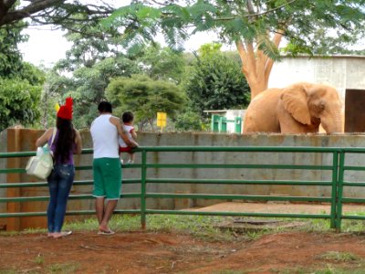Elephant - Jardim Zoológico de Brasília - DSC09854