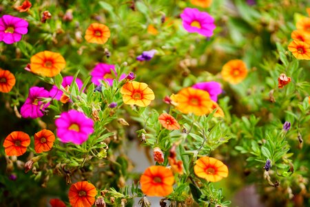 Flower leaves blossom