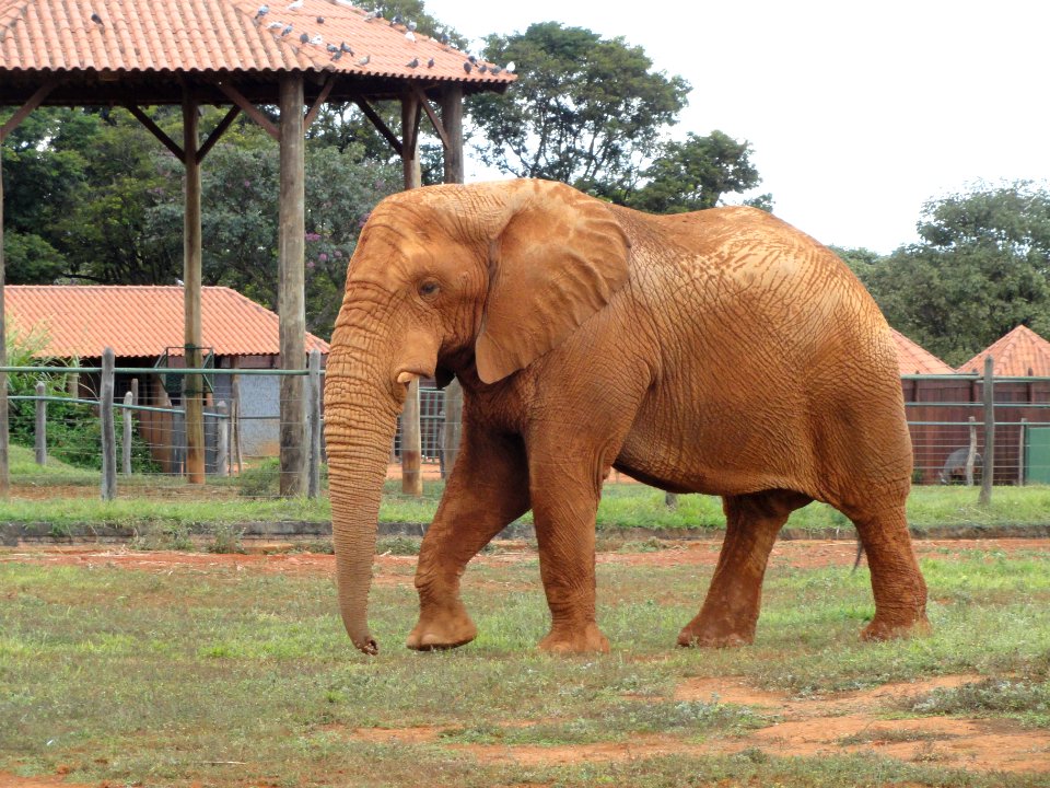 Elephant - Jardim Zoológico de Brasília - DSC09798