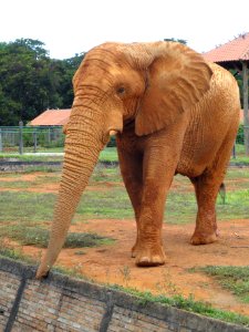 Elephant - Jardim Zoológico de Brasília - DSC09802