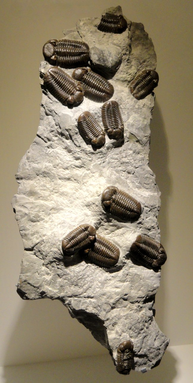 Eldredgeops milleri with two Brachispirifer, Middle Devonian, Silica Shale, units 8-11, Sylvania, Lucas County, Ohio, USA - Houston Museum of Natural Science - DSC01617