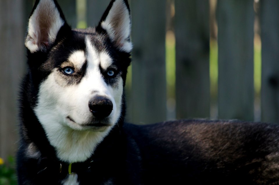 Elegant Husky (258733199)