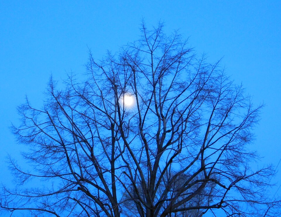 Branches sky night