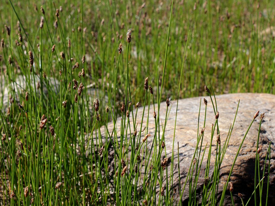 Eleocharis uniglumis Oulu, Finland 13.06.2013