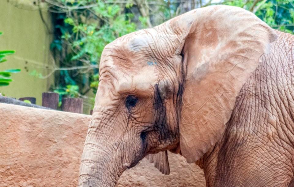 Elefante in São Paulo Zoo