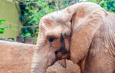 Elefante in São Paulo Zoo
