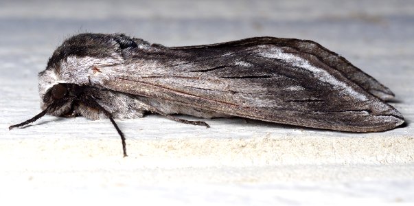 Elegant Sphinx (Sphinx perelegans) Kern County 2016-05-15 (2)