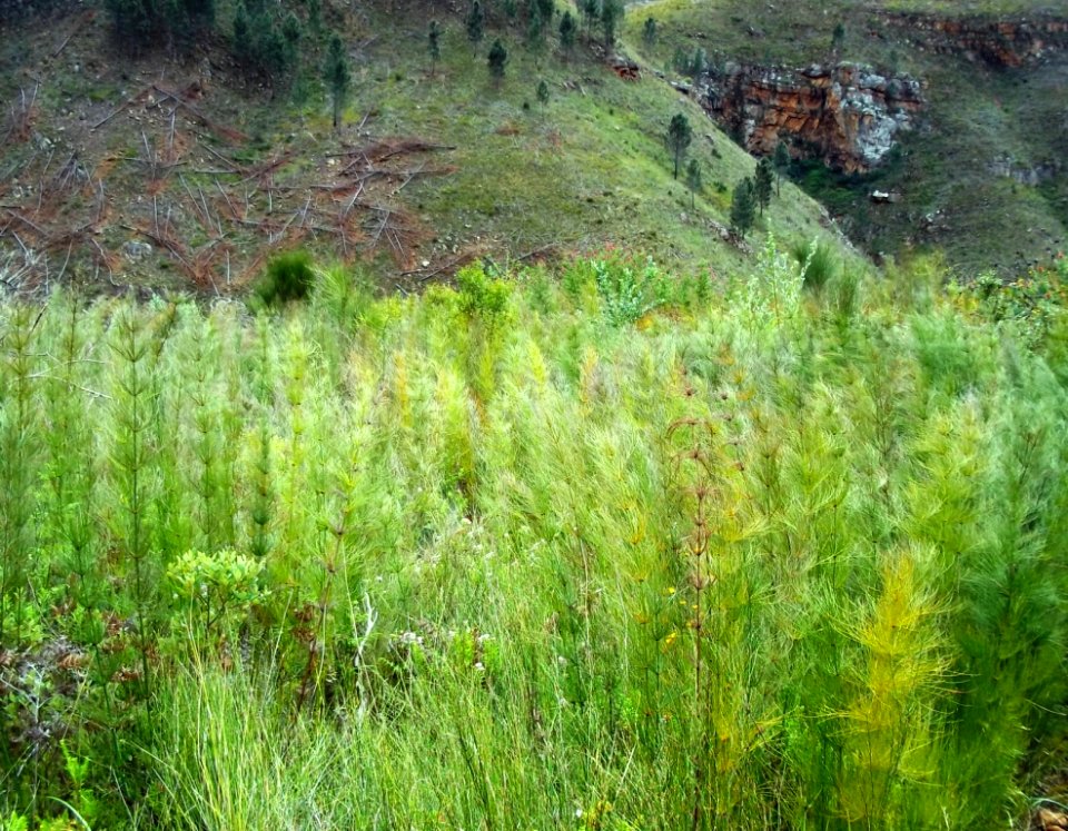 Elegia capensis field - Greyton SA