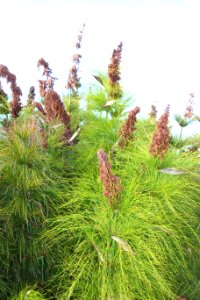 Elegia capensis - Mendocino Coast Botanical Gardens - DSC02008