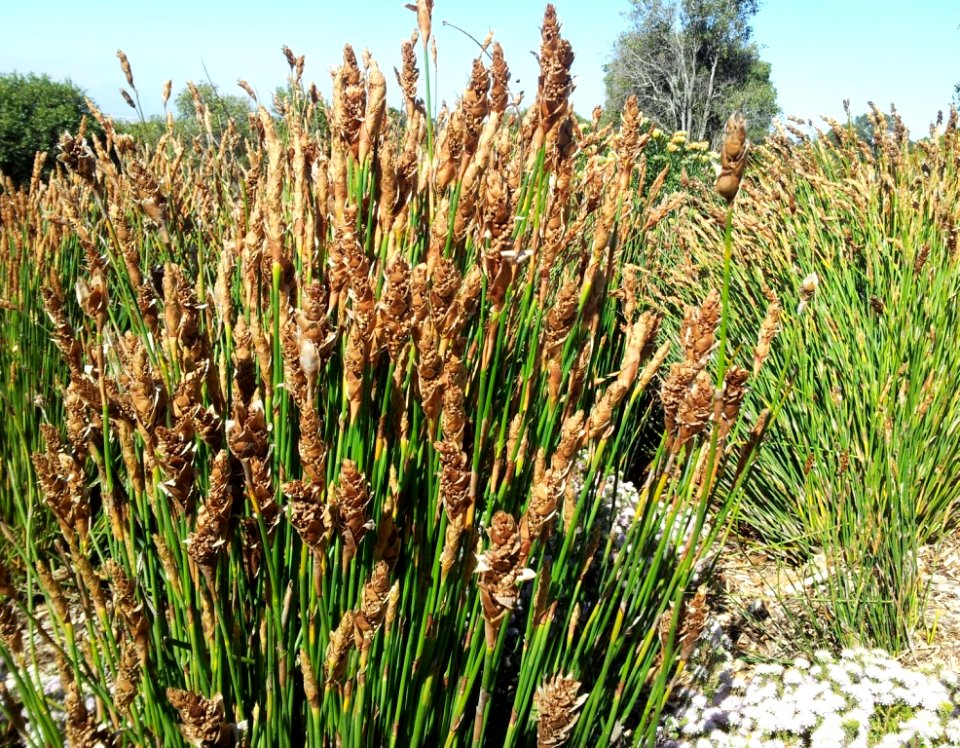 Elegia fistulosa - Pypriet 3