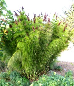 Elegia capensis - Mendocino Coast Botanical Gardens - DSC02007