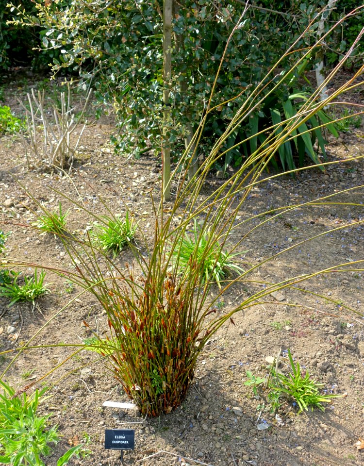 Elegia cuspidata - Trengwainton Garden - Cornwall, England - DSC02580