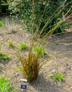 Elegia cuspidata - Trengwainton Garden - Cornwall, England - DSC02580