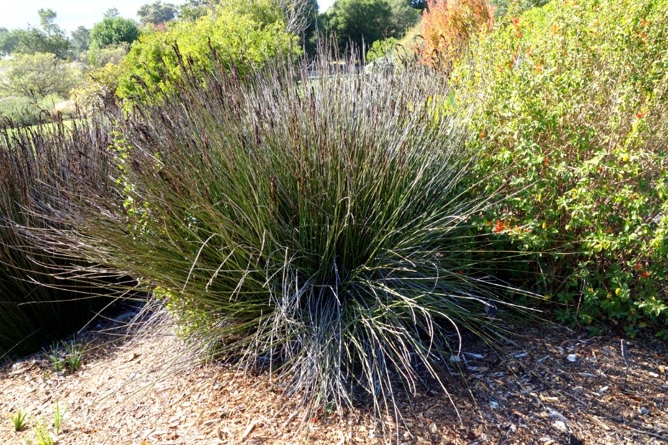 Elegia tectorum (Chondropetalum tectorum) - Leaning Pine Arboretum - DSC05683