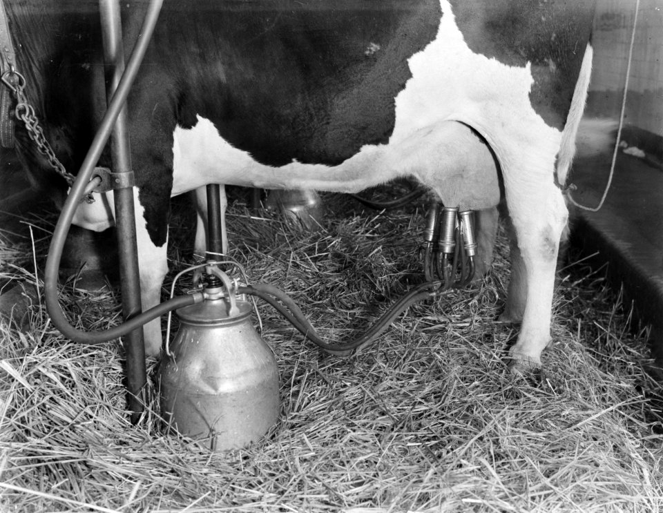 Elektrische melkinstallatie in de modelboerderij Hofstede Oud-Bussem, Bestanddeelnr 252-0412