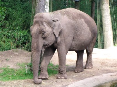 Elephas maximus (Asiatic elephant), Burgers zoo, Arnhem, the Netherlands photo