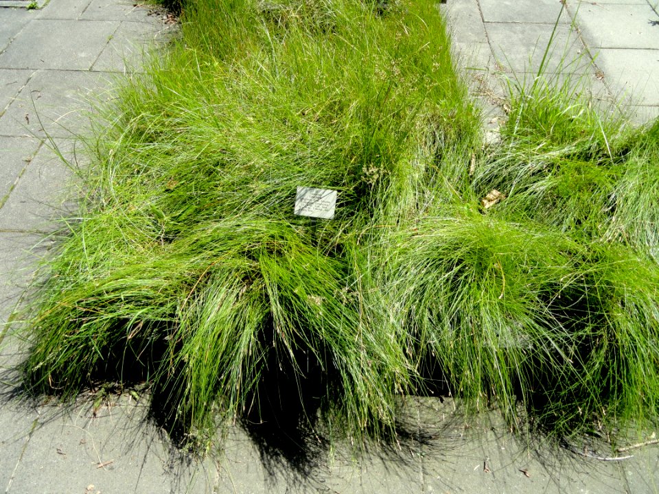 Eleocharis uniglumis - Botanical Garden, University of Frankfurt - DSC02710