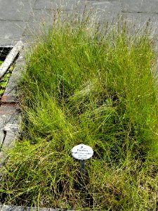 Eleocharis palustris - Botanical Garden, University of Frankfurt - DSC02700