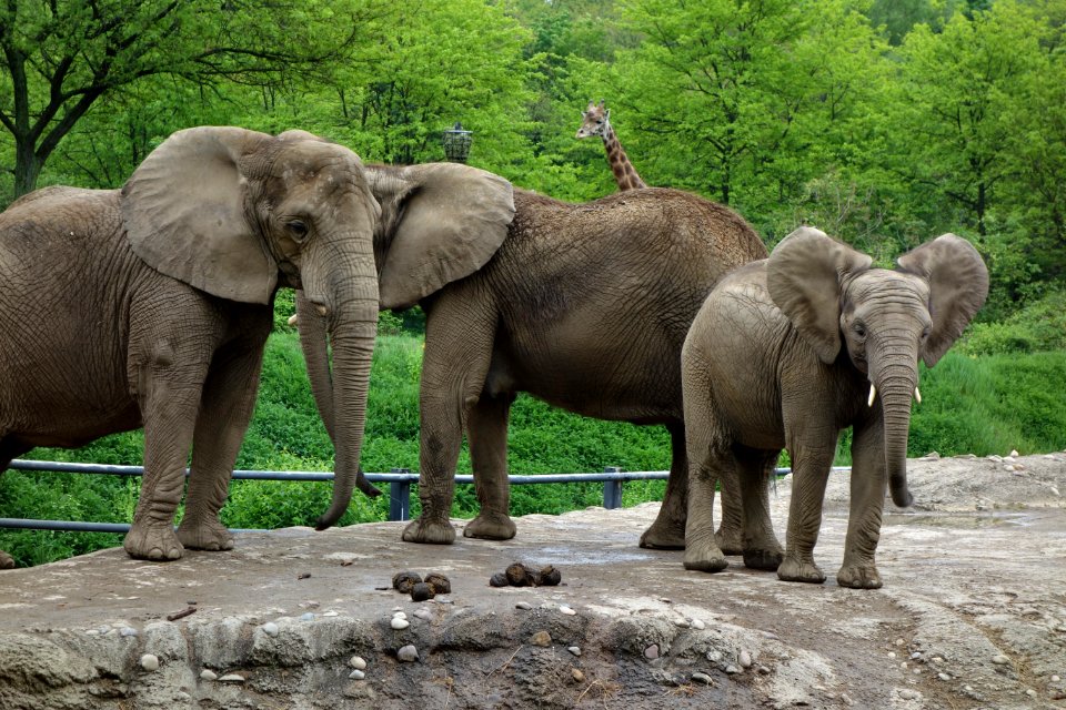 Elephants - Pittsburgh Zoo - DSC02606