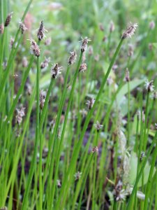 Eleocharis mamillata Oulu, Finland 14.06.2013