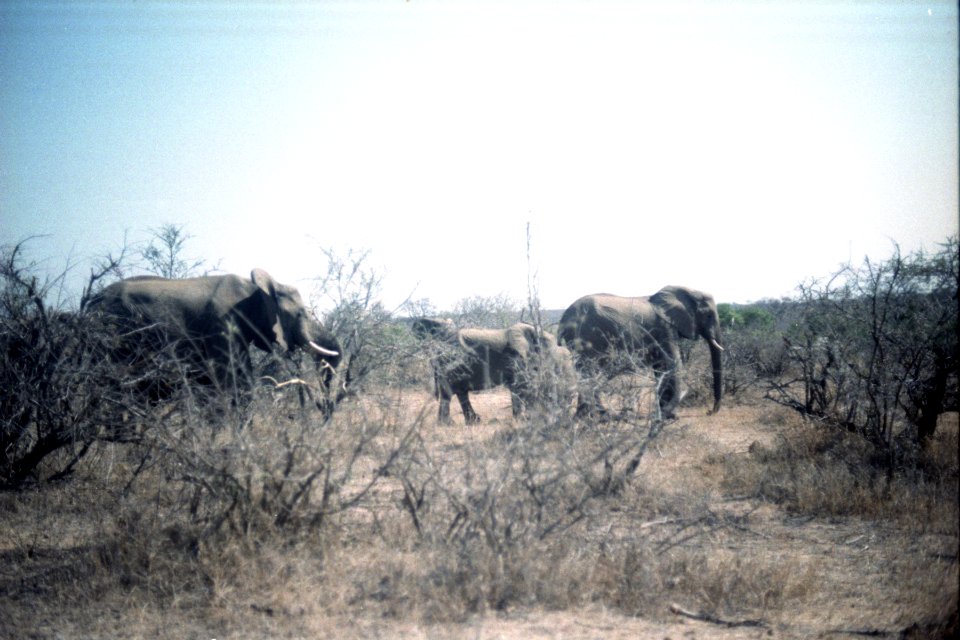 Elephants at Kruger National Park