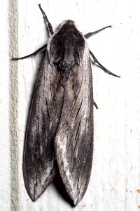Elegant Sphinx (Sphinx perelegans) Kern County 2016-05-15 (1)
